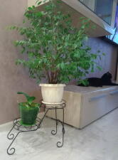 Подцветочница Sheffilton Мелодия артикул ПД2-56 черный