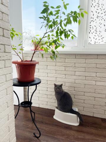 Стол журнальный Sheffilton SHT-CT10-1 черный муар